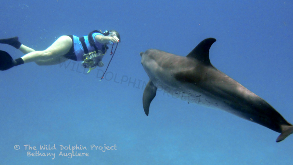 Swimming participant faces a dolphin underwater in clear blue ocean water while wearing snorkel gear and fins.